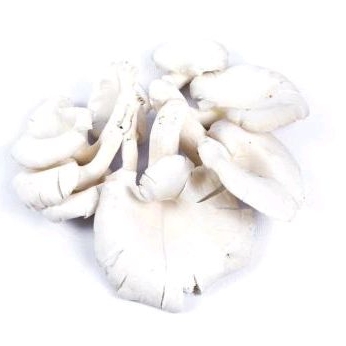 

Jamur Tiram 500gr