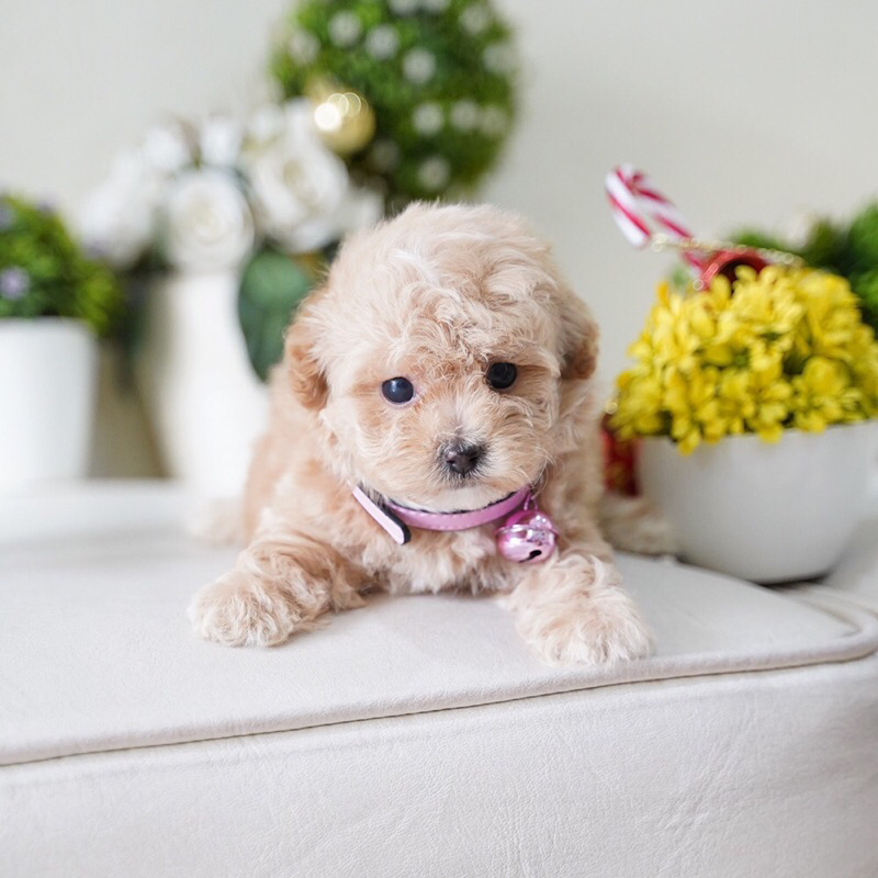 Tiny Toy Poodle Puppy Fawn Apricot Teddy Bear