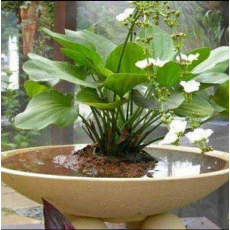 Melati air tanaman melati air