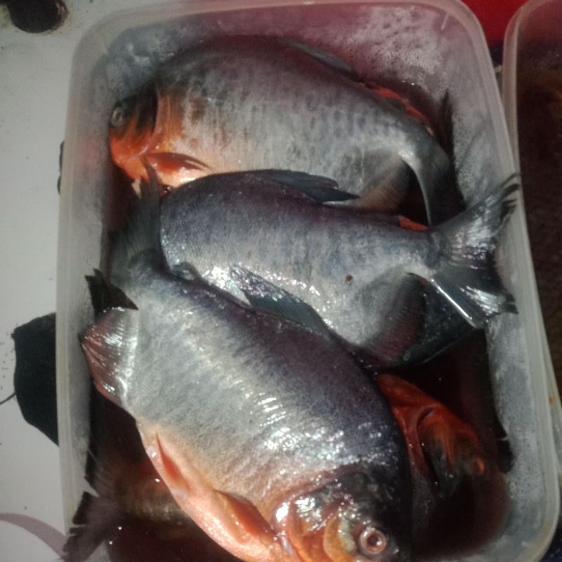 

Ikan Bawal 1kg