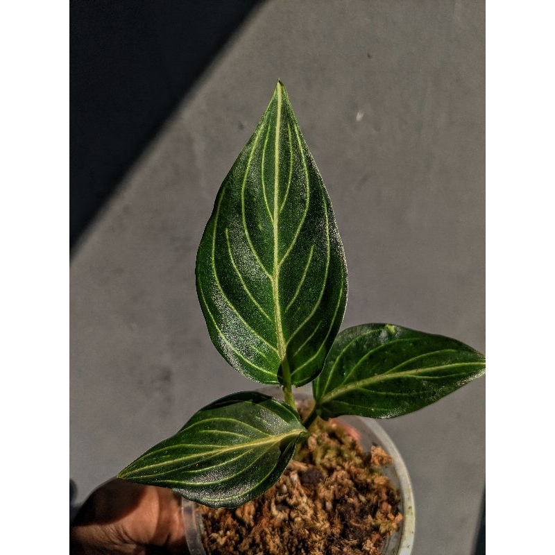 aglaonema pictum x rotundum green mutation realpic