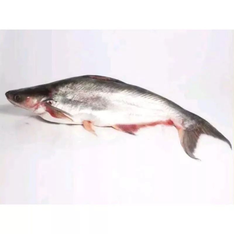 

ikan patin per ekor