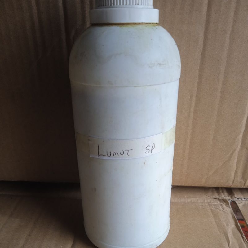 biang essen lumut sp