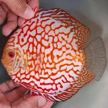 

Ikan Discus White Carnation Checkerboard Size 4,5 inch