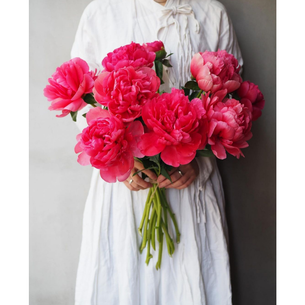 30 Benih Biji Bunga Mawar Peony Import Raspberry Rose dekorasi barang lucu taman rumah