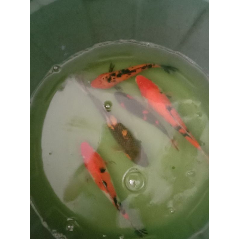 Koi Blitar grade  A cerah 15cm