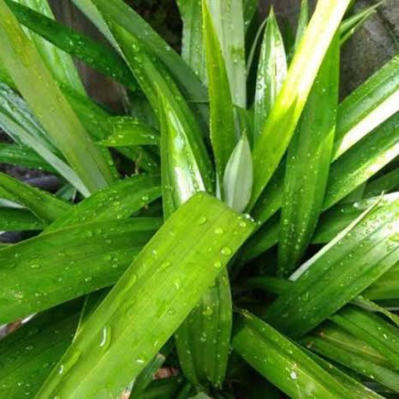 

Daun Pandan / Daun Pandan Wangi Per 5 lembar