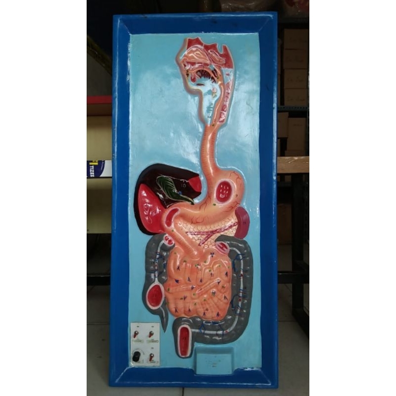 Alat Peraga Anatomi Pencernaan Manusia |Phantom|Manikin|Manekin