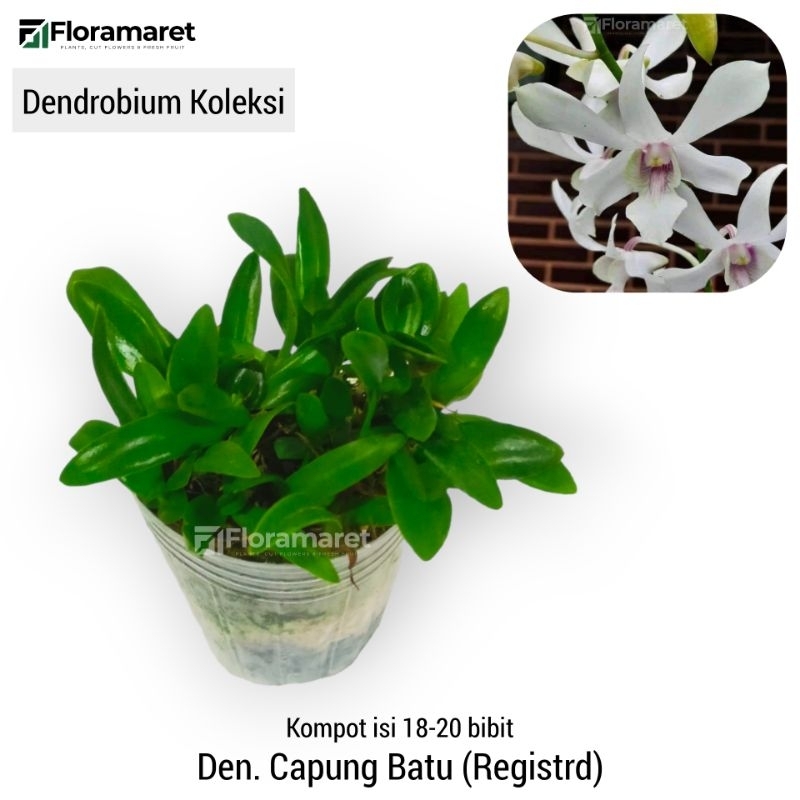 Anggrek Dendrobium Capung Batu Kompot - Dendrobium Kompot Koleksi