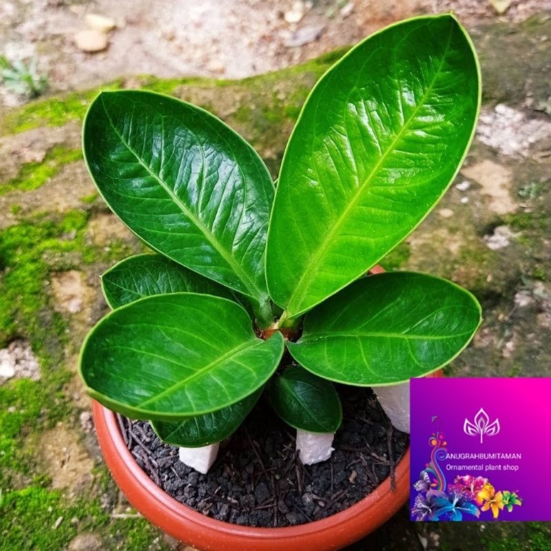 Tanaman hias jemani cobra eka