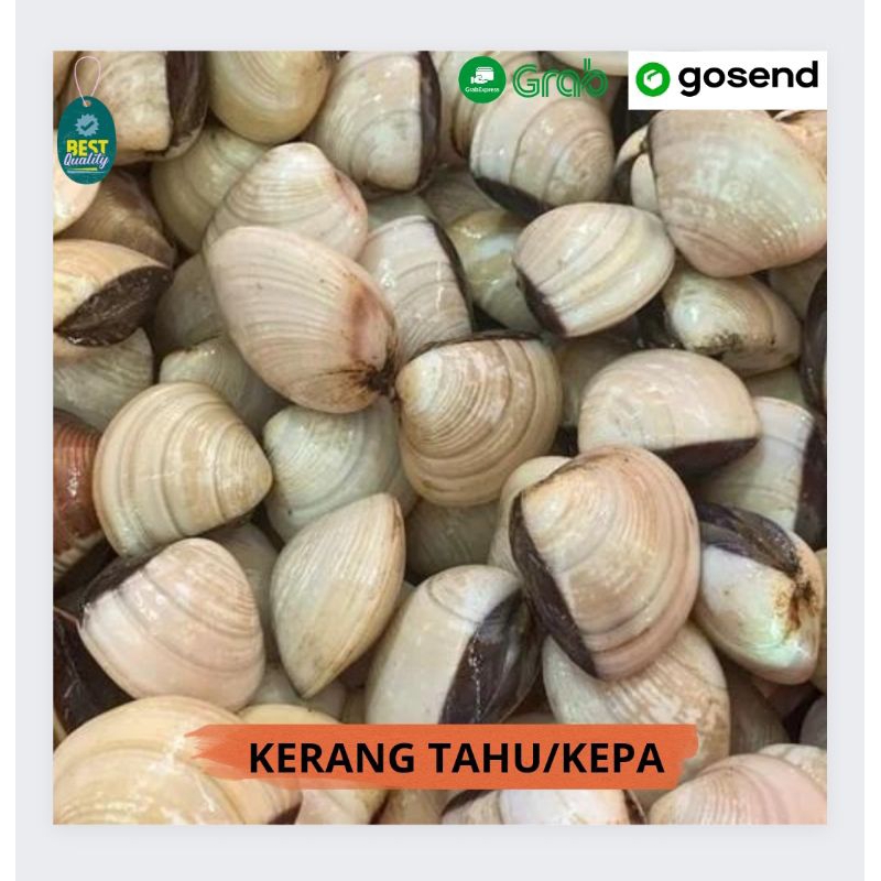 

Kerang Tahu/Kepa Segar - 1000gr