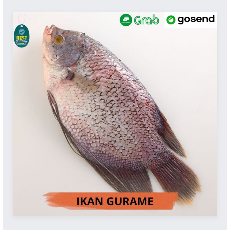 

Ikan Gurame Segar - 1000gr