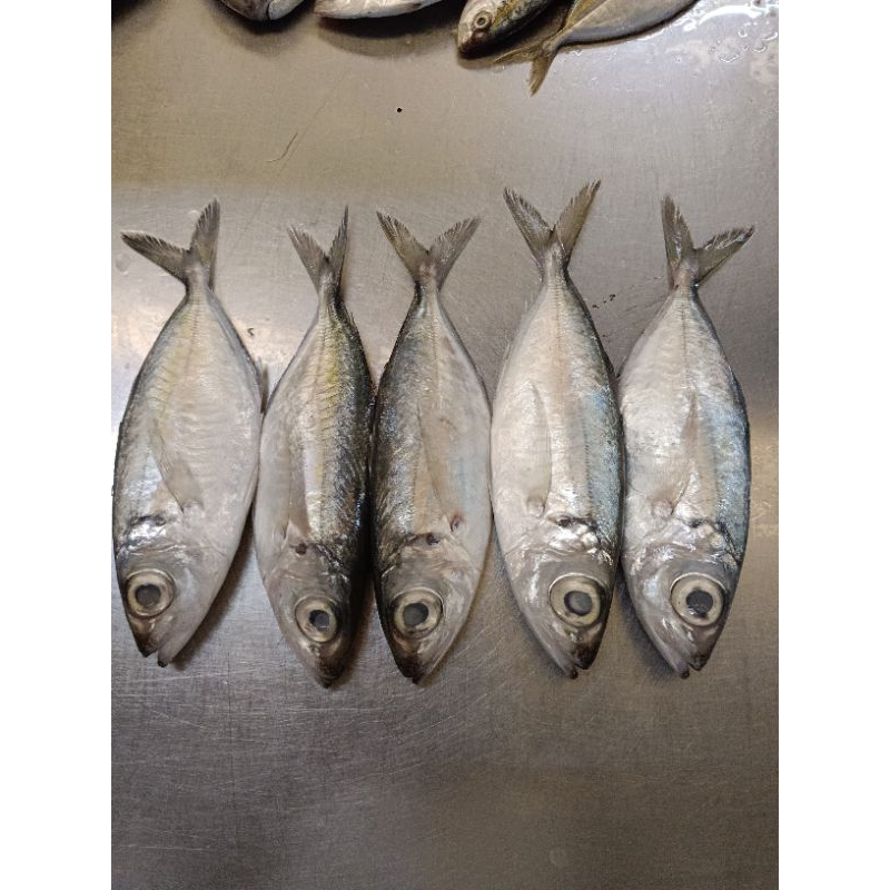 

Ikan kembung mata belo/bentrong/Tude 1kg