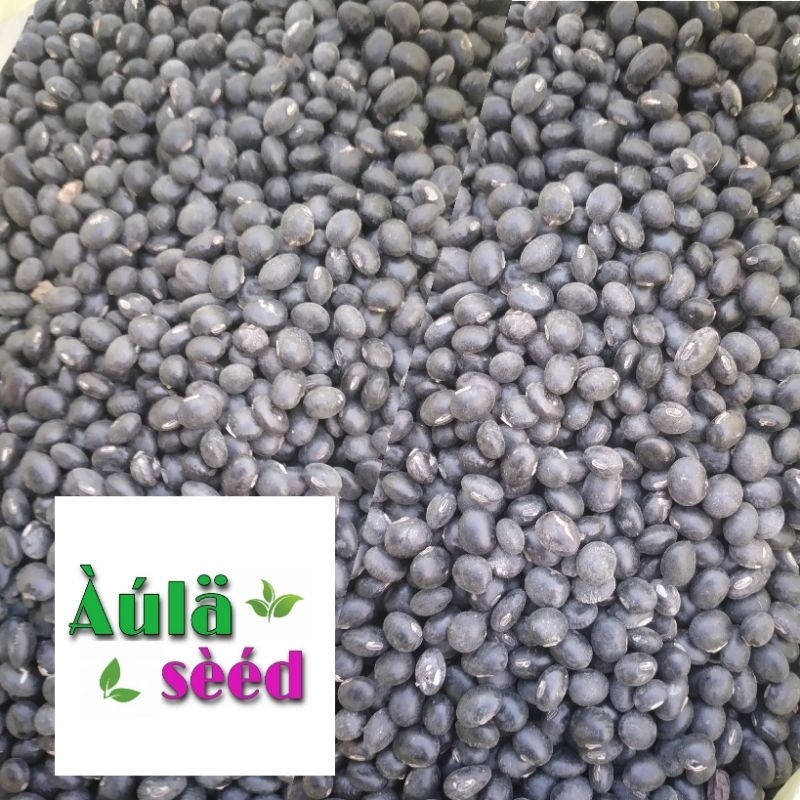 benih kacang kedelai hitam 1 kg