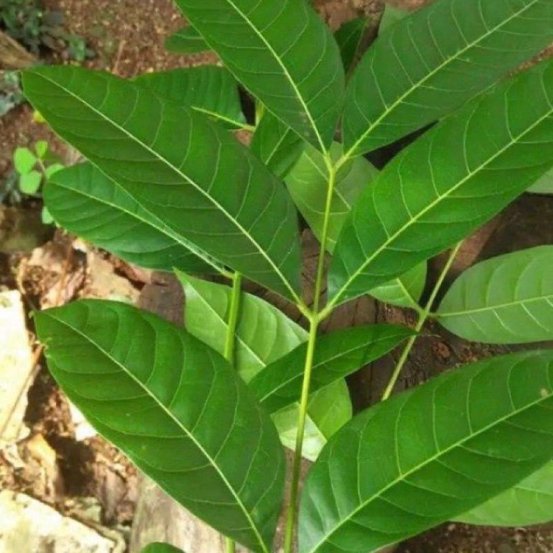 

Daun mahoni segar daun pohon mahoni 500 gram-az
