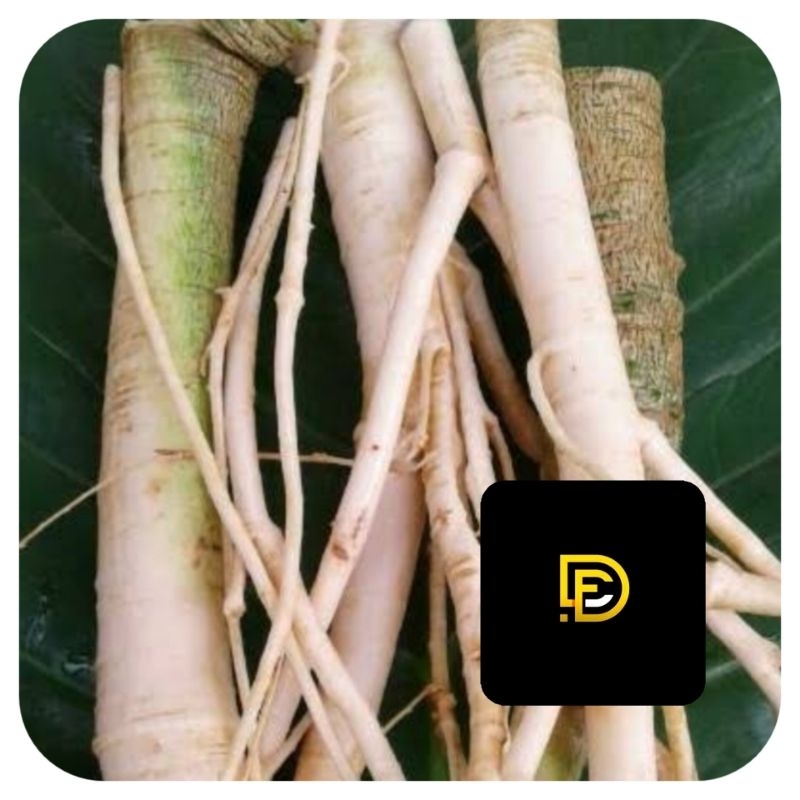 

Akar pepaya gantung akar pohon pepaya gantung segar 1 kg-az