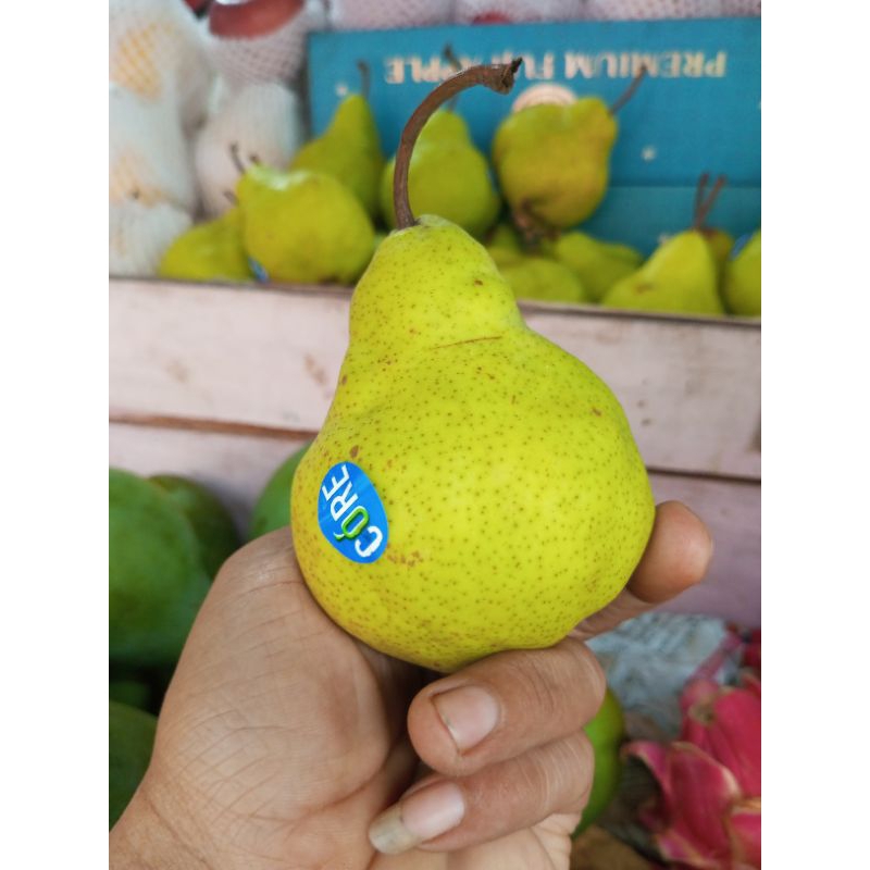 

buah pir jambu Packham pear /kg