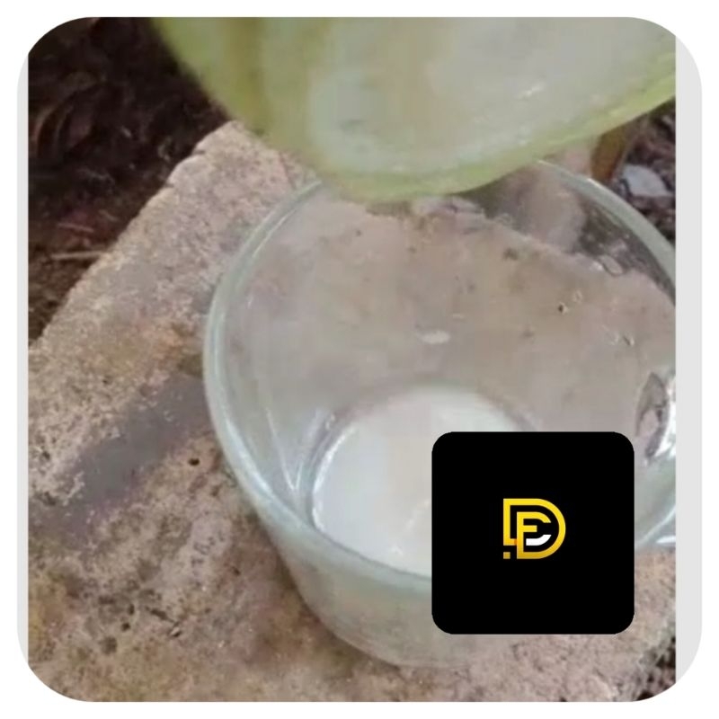 

Getah pisang getah pohon pisang segar-az