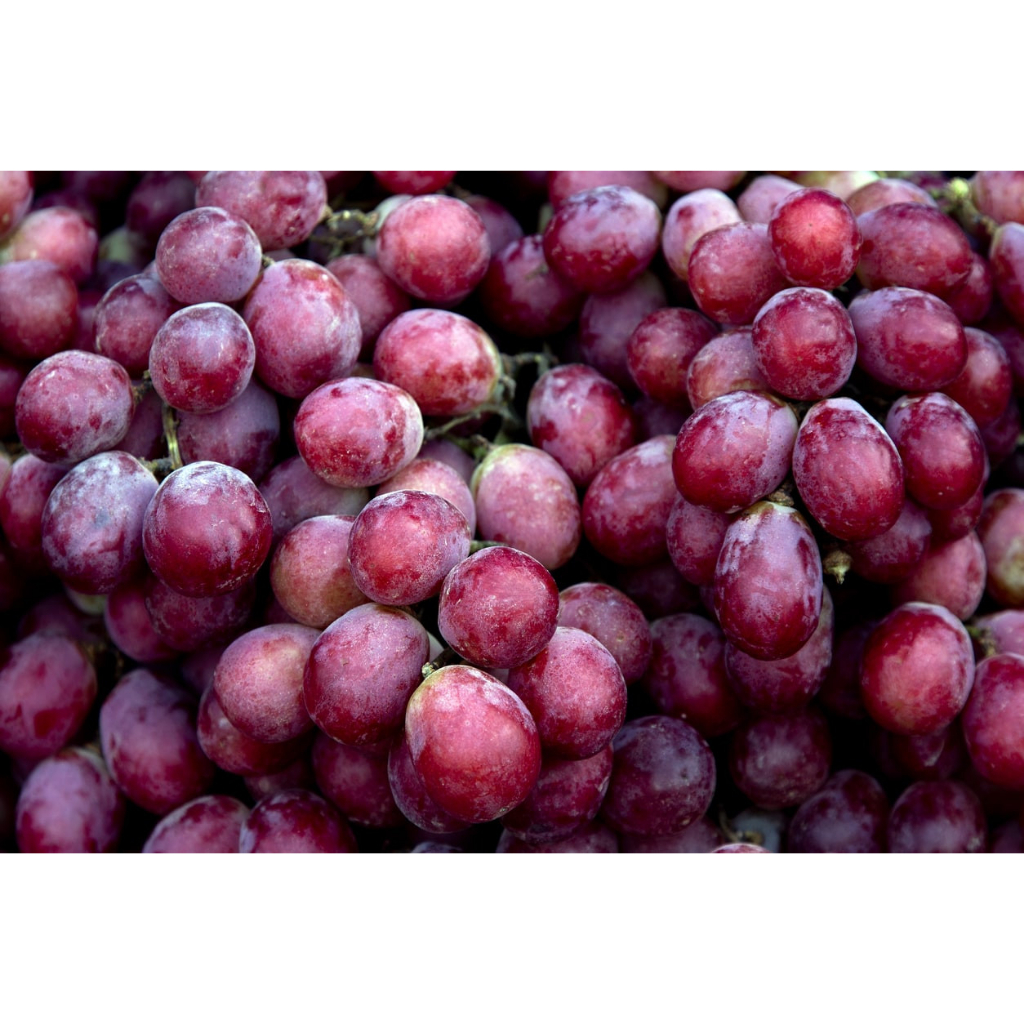 

buah anggur merah fresh