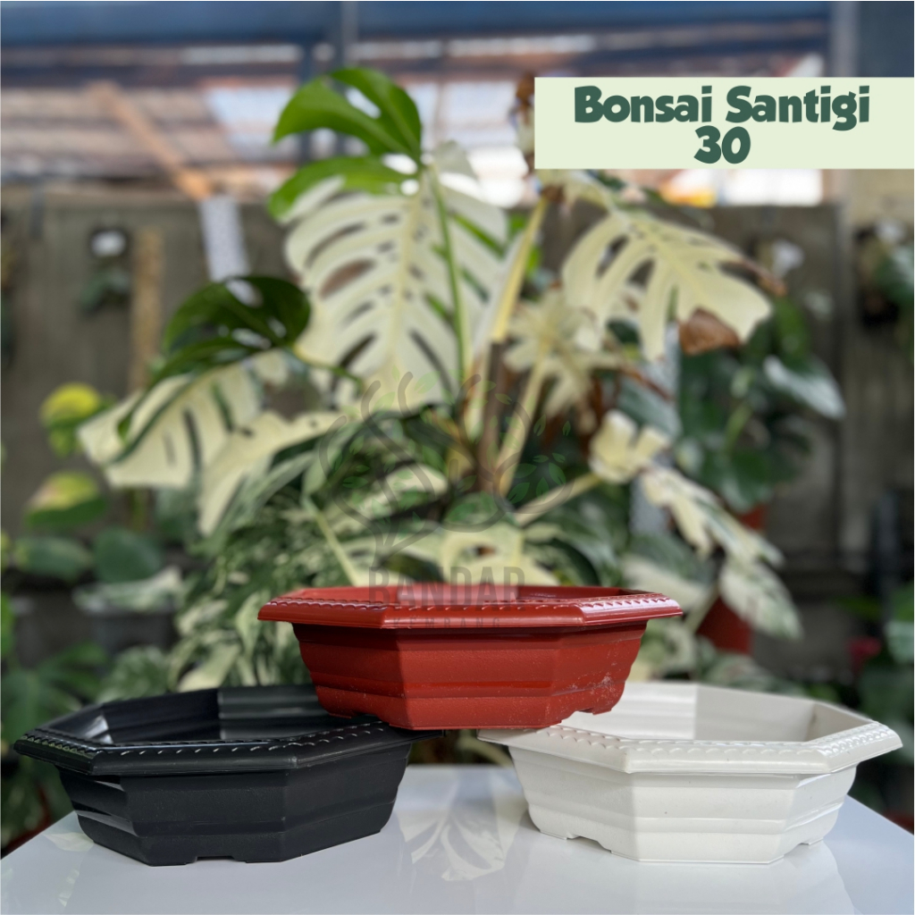 Bonsai Santigi 30 Pot Bonsai Tanaman Hias Pot Bunga Plastik Pot Unik