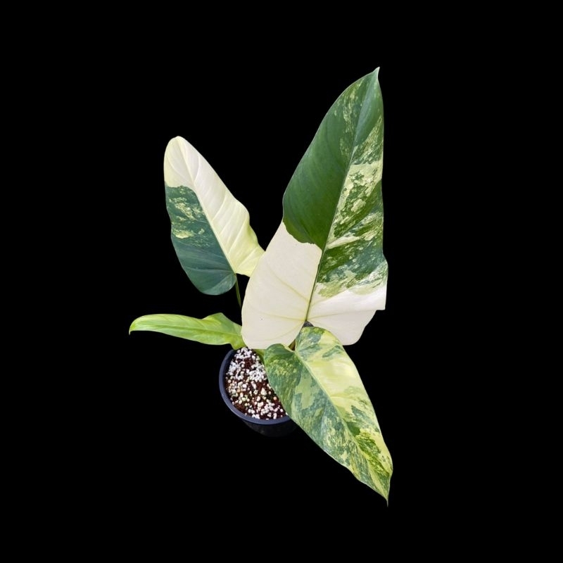 philodendron domesticum varigata