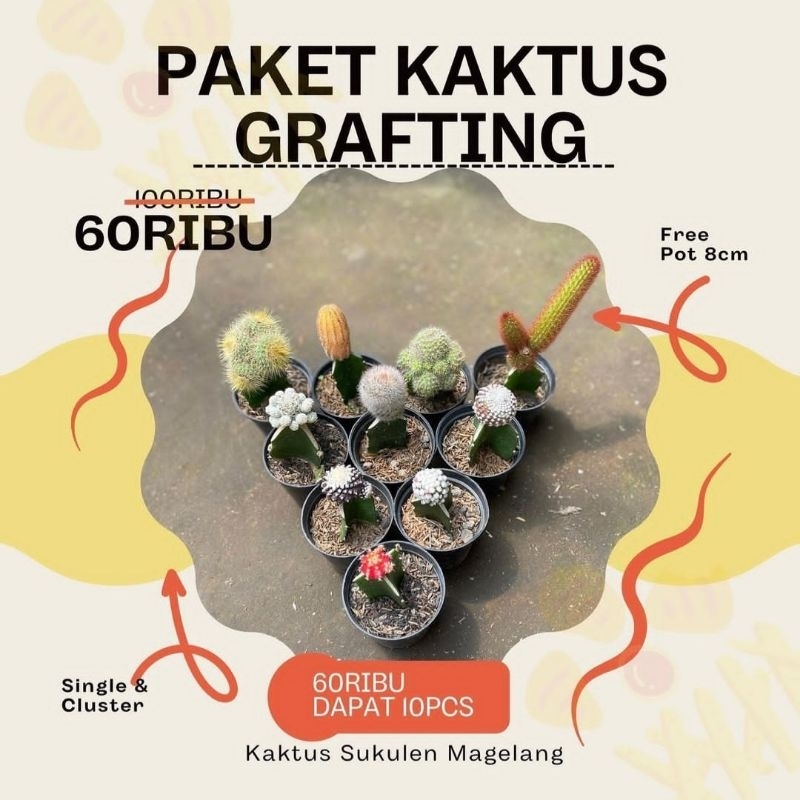 Paket Kaktus Grafting Free Pot 8cm