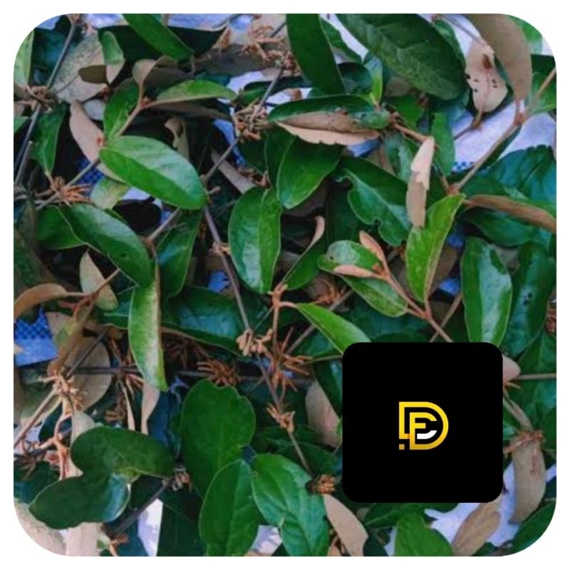 

Benalu rambutan segar basah 1 kg-az