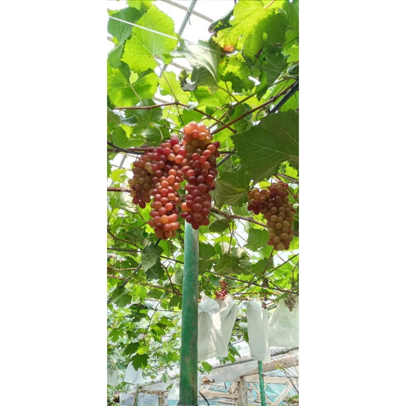 

Buah Anggur mrah 1Kg