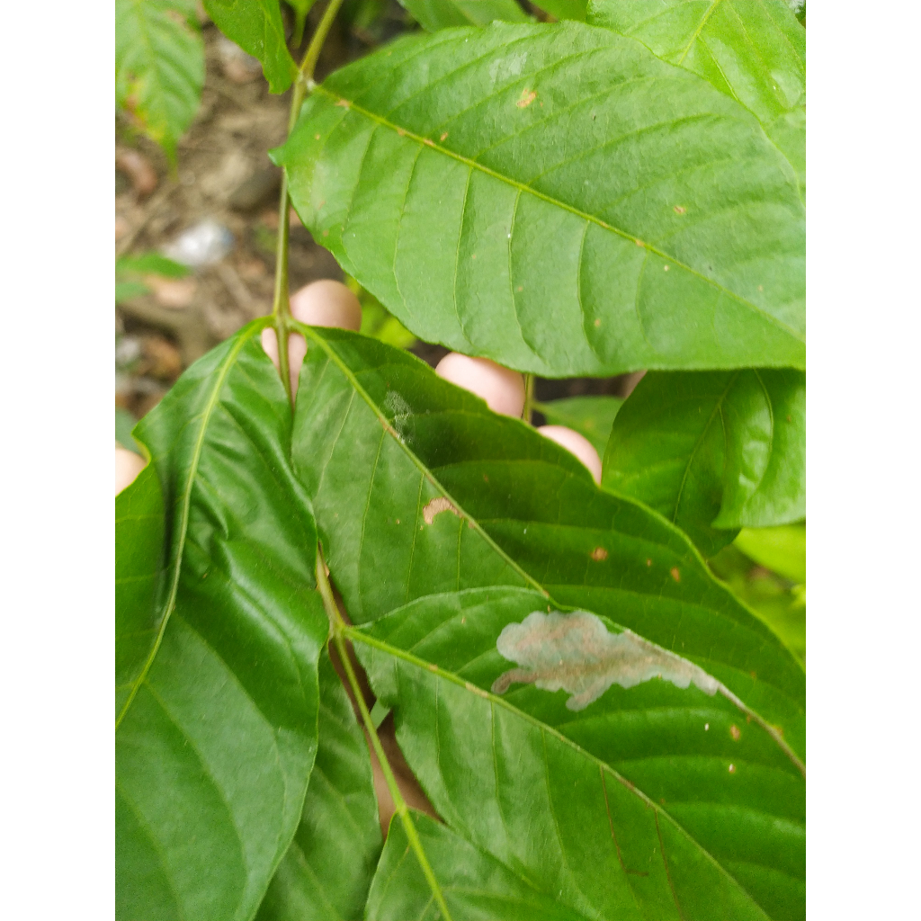 

dauNNn kuUUda/ kudo / jarananNN