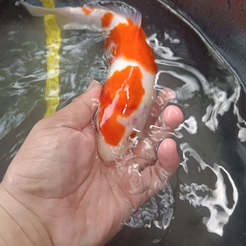 

IKAN KOI KOHAKU BLITAR