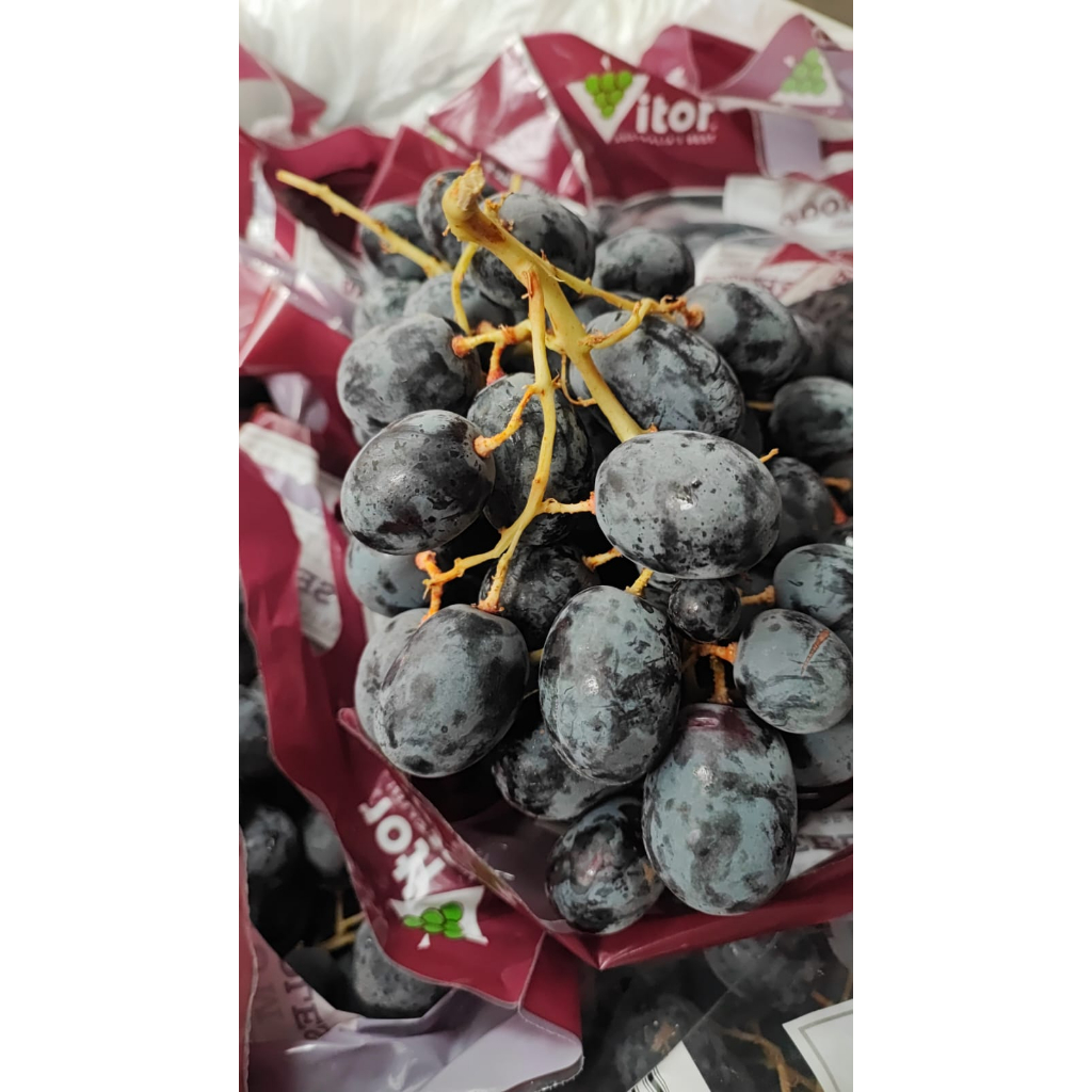 

Anggur Tanpa Biji ADORA AUTUMN MIDNIGHT BEAUTY Black Seedless Grapes 1 kg