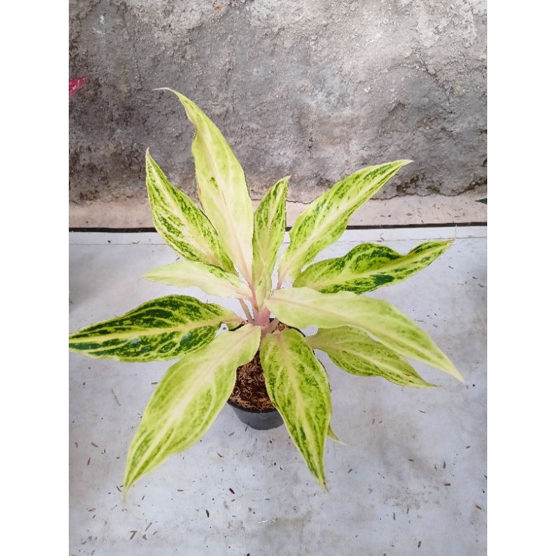 Aglonema White Sunset