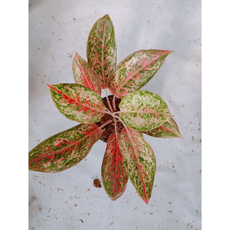 Aglonema Coconut Delight