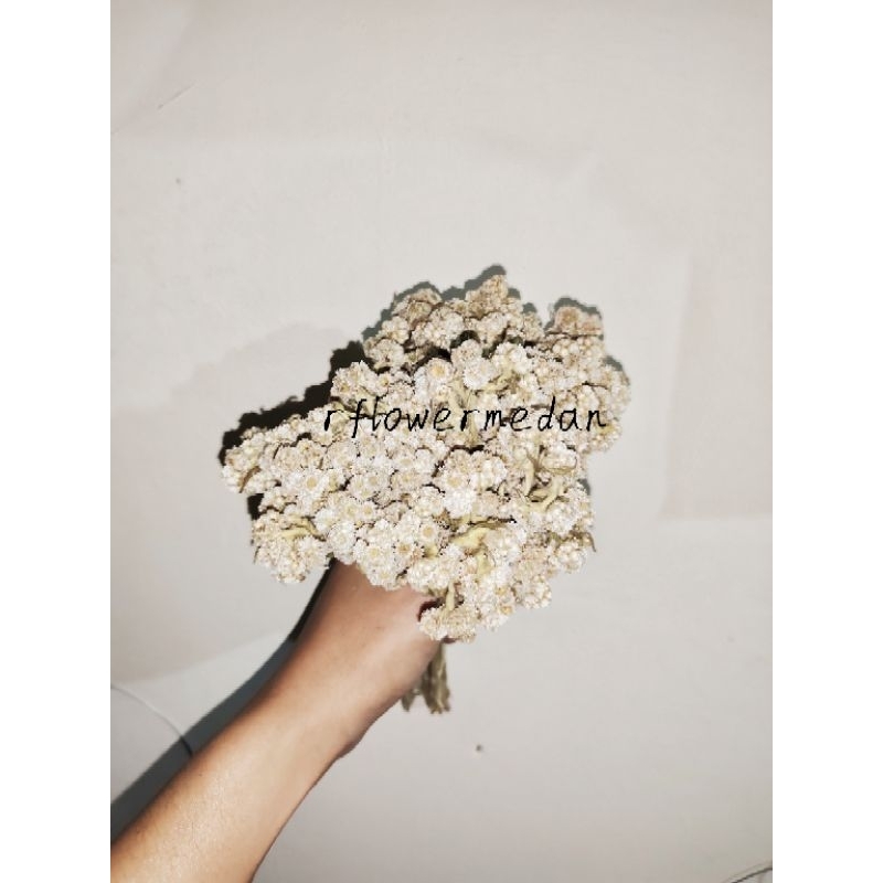 Bunga edelweis / Bunga kering asli / Bunga abadi