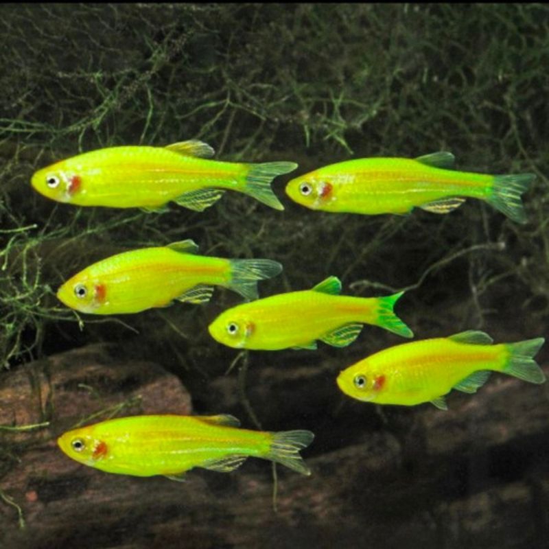 Zebra Danio Green Apple | Danio Green hiasan aquarium