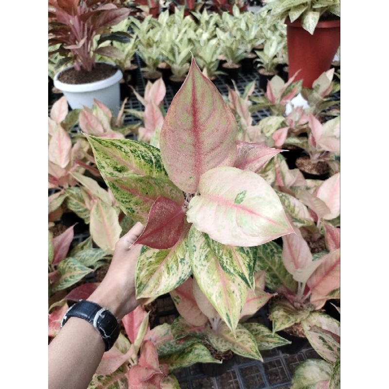 Aglonema LOD / Light of diamond