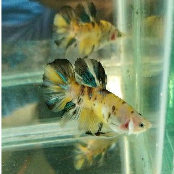 Ikan Cupang Giant Multicolour TOP GRADE A