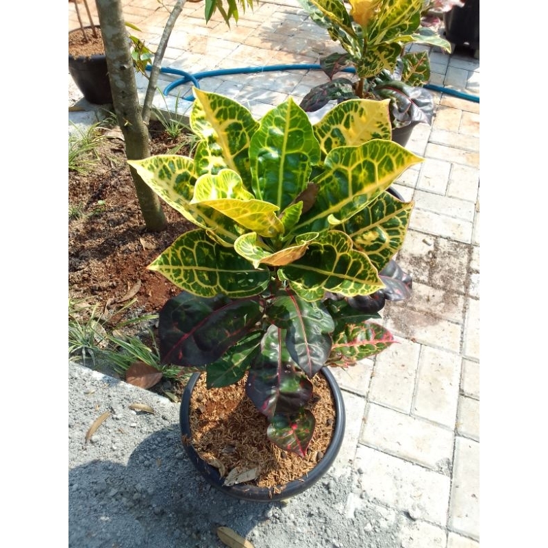 Tanaman Puring Kura/Tanaman Hias Puring Kura/Bibit Pohon puring Kura