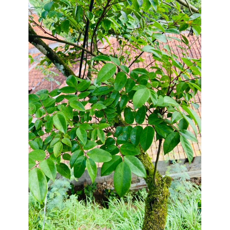 

Daun belimbing manis segar 300 gram-az