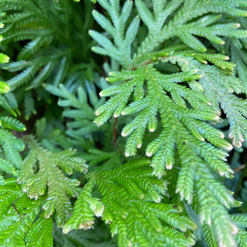 

Daun cakar ayam segar 500 gram-az