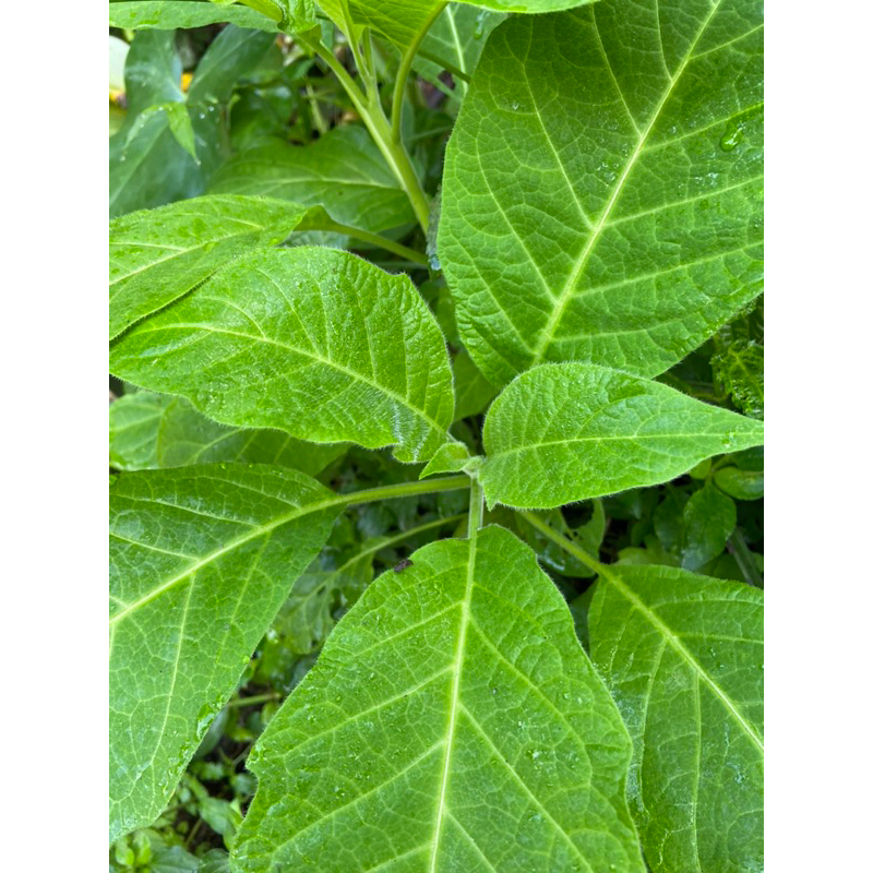 

Daun kecubung segar 250 gram fresh-az