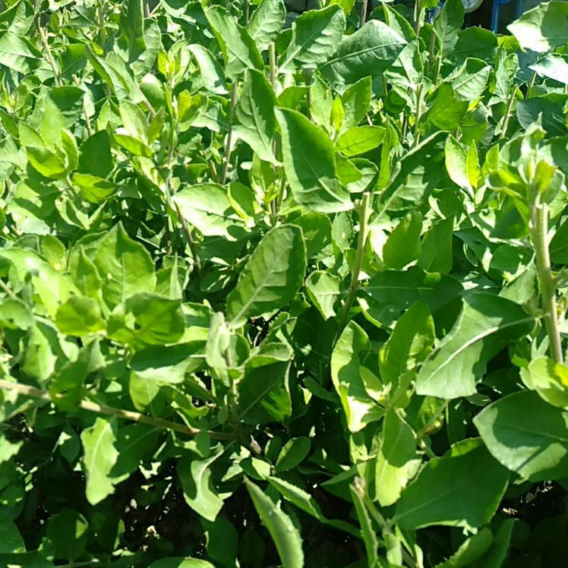 

Daun Beluntas petik segar