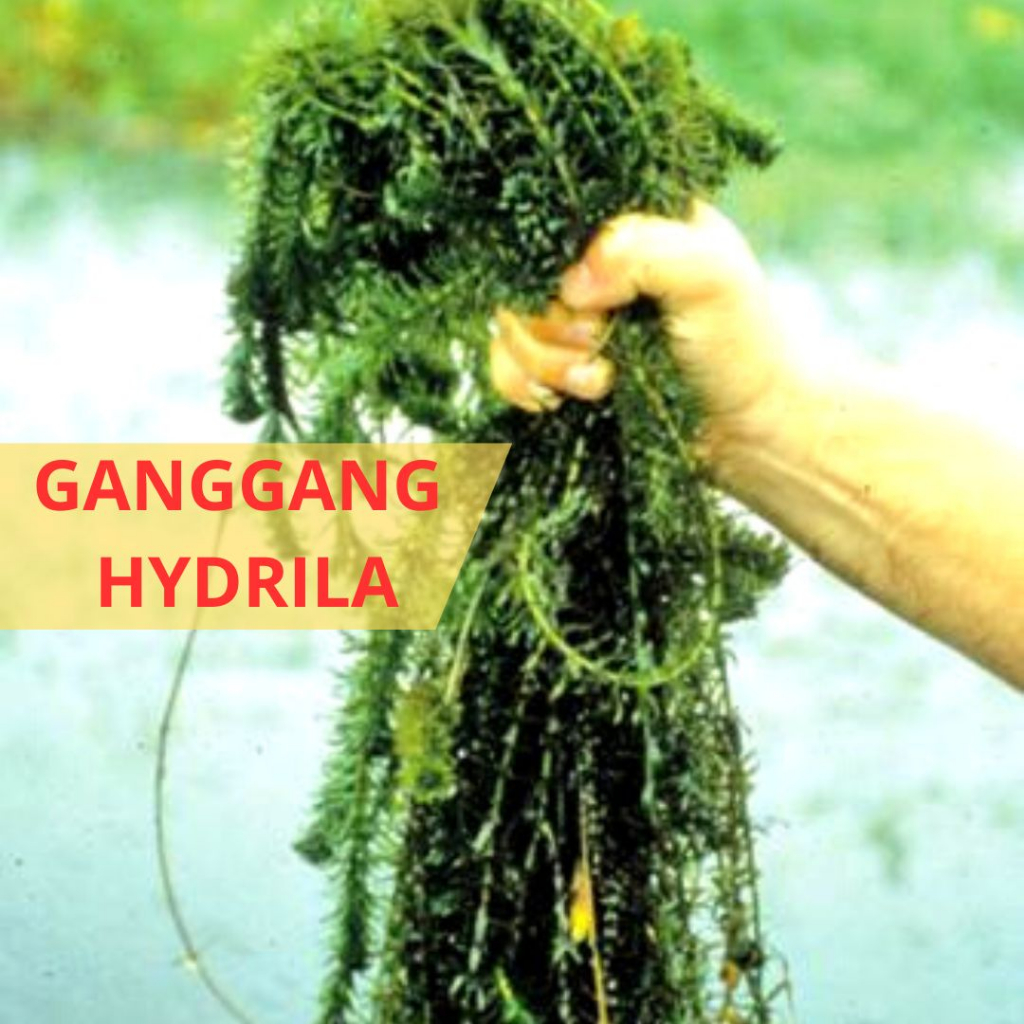 Hydrila Ganggang Tanaman Air Aquarium Hijau Pekat 1 Kantong Plastik untuk Hiasan Kolam & Umpan Panci