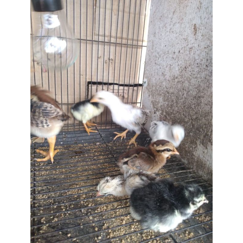 Anakan Ayam ketawa (Paket sepasang)