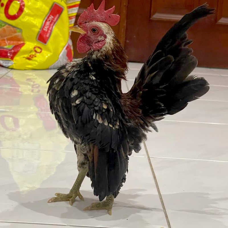 ASLI Ayam Serama Seramah Sepasang (Bukan Kate)