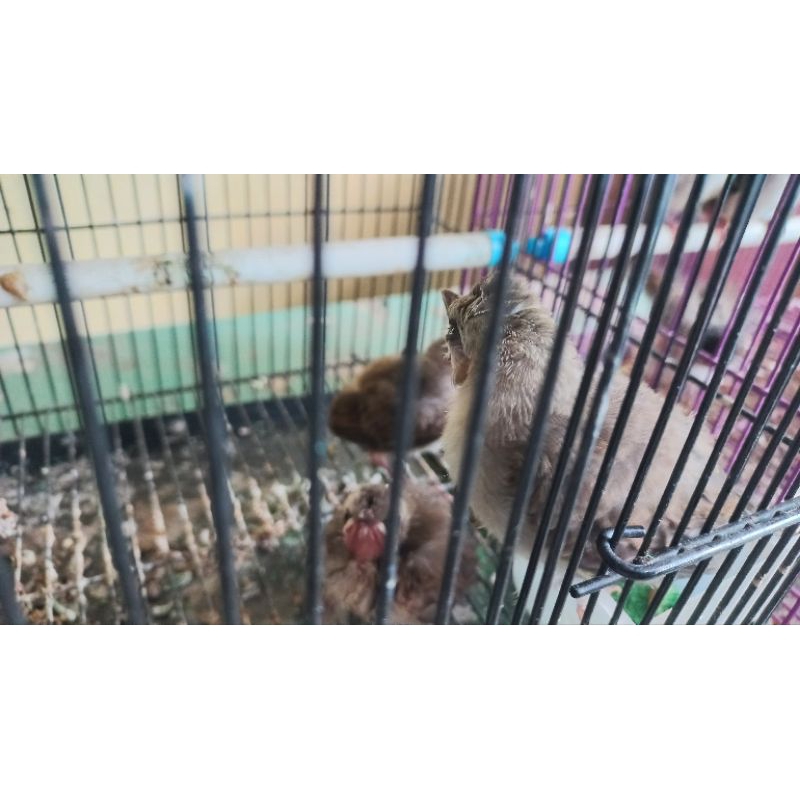lolohan anak burung trucuk kebo