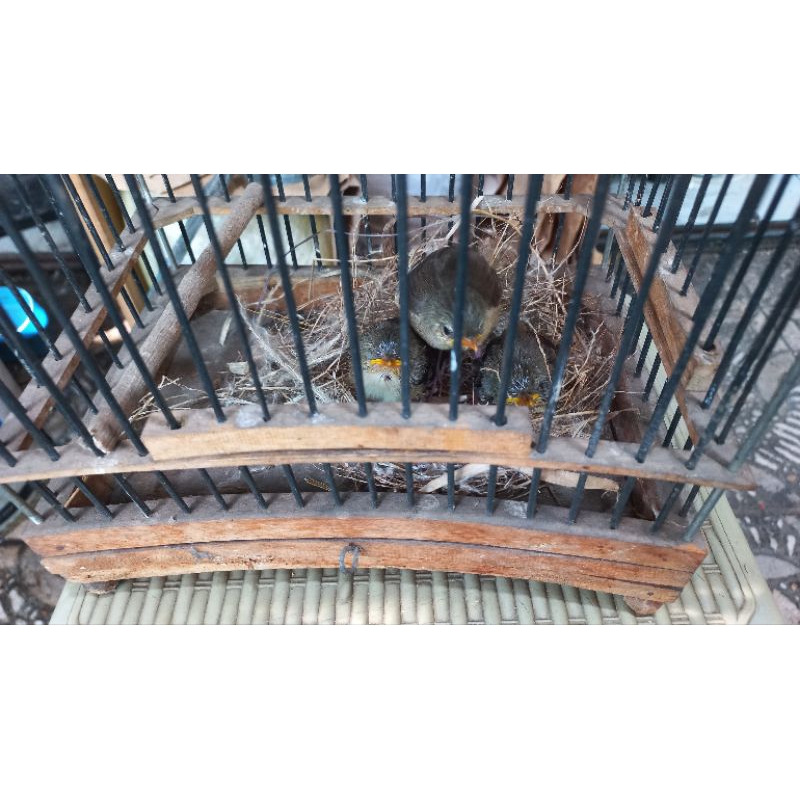 lolohan anak burung cigun