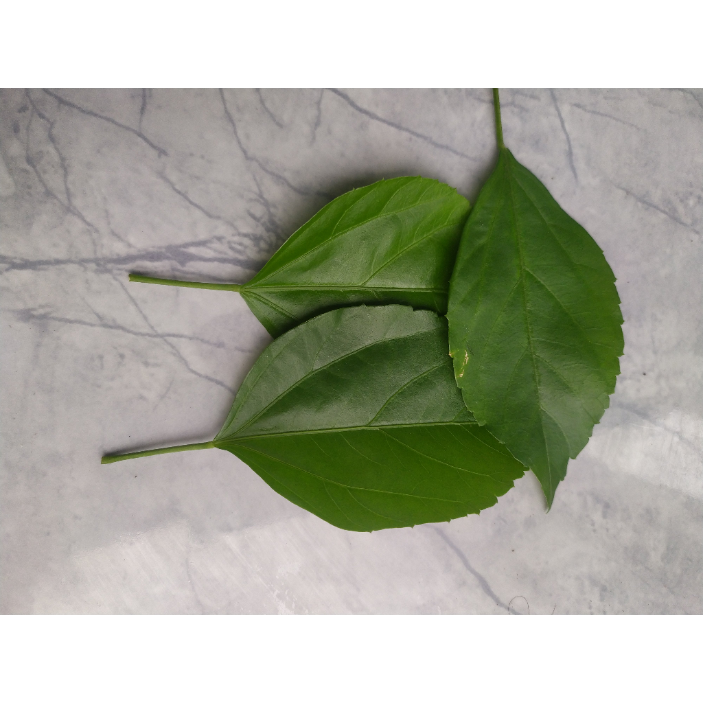 

DAUN bunga sepatru / WORA WARI BANG.,M