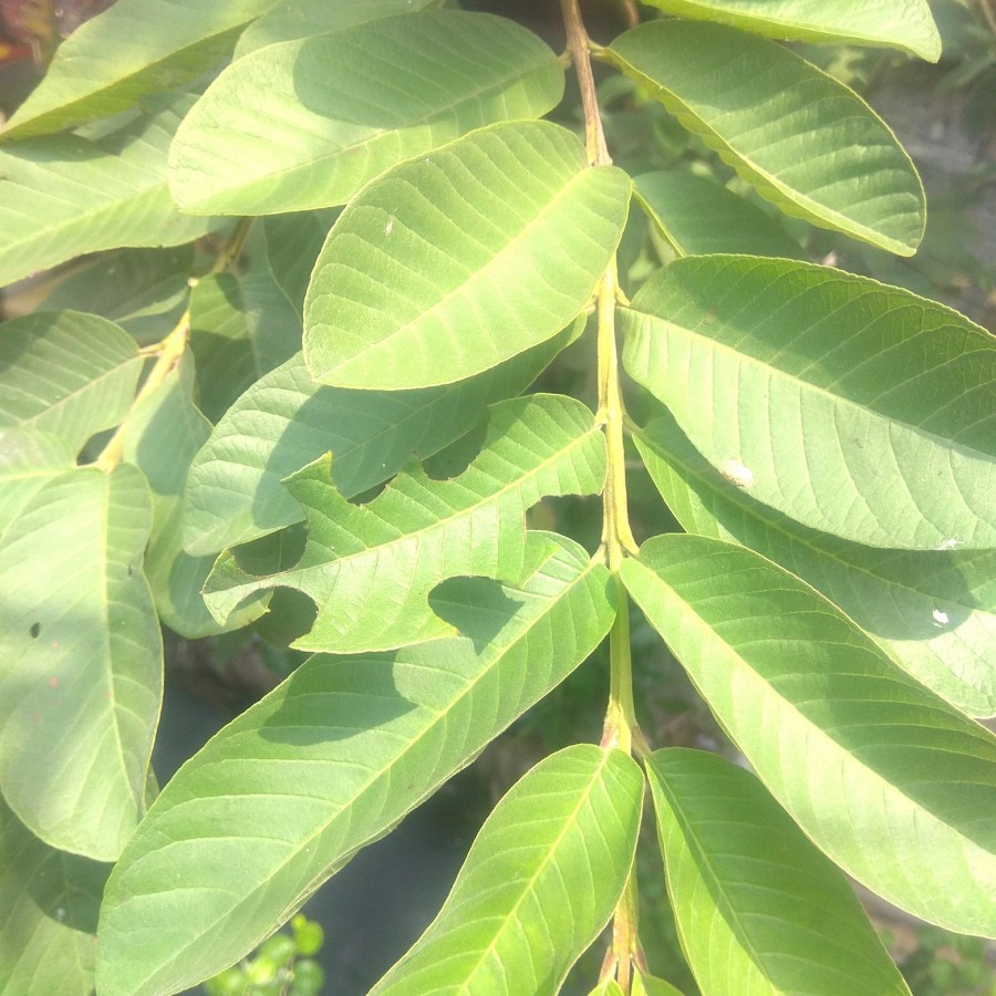 

daun jambu biji daun jambu biji segar'[]['\