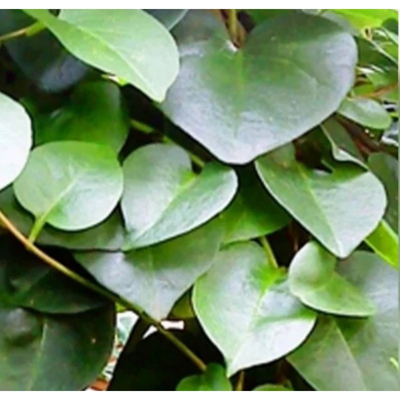 

Daun binahong fresh 1 buah